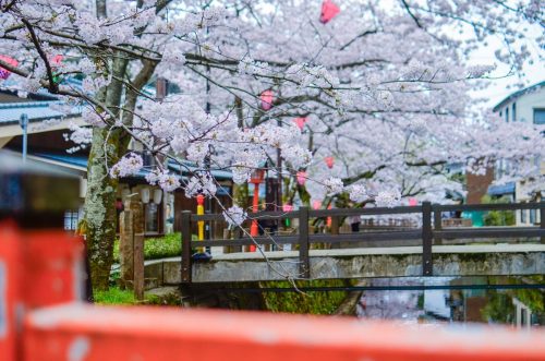 HOT SPRINGS & CHERRY BLOSSOMS - Visit Kinosaki