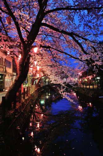 Press Release】Magical Cherry Blossom Experience off the Beaten