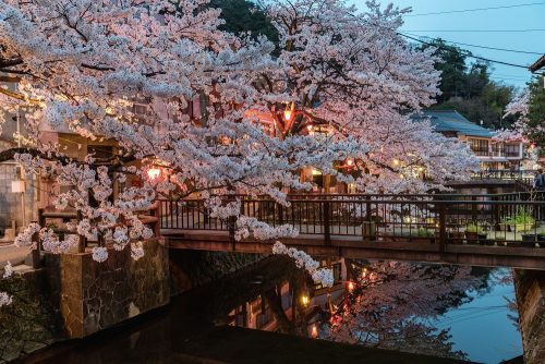 cherry blossom city