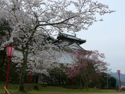 Press Release】Magical Cherry Blossom Experience off the Beaten