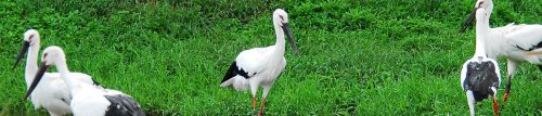 Oriental White Stork Attractions