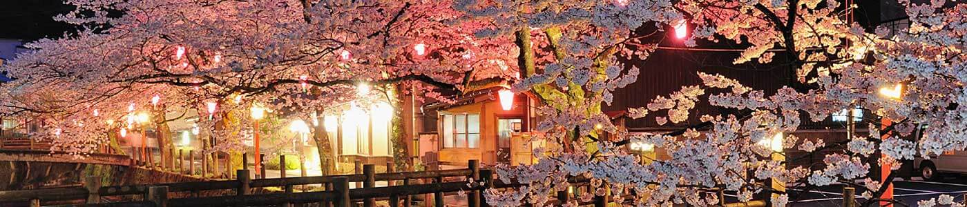 Spring time in Kinosaki Onsen Sakura Cherry blossoms