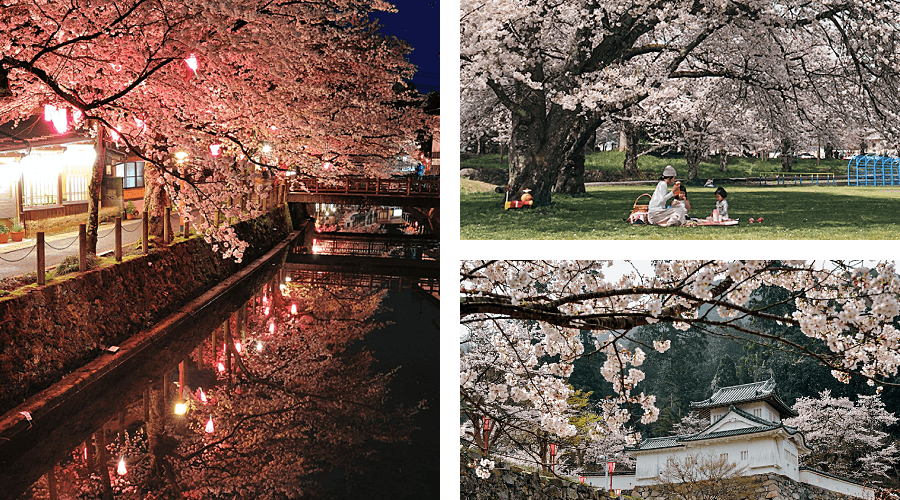 Spring Cherry blossoms sakura in Kannabe Kinosaki Onsen and Izushi