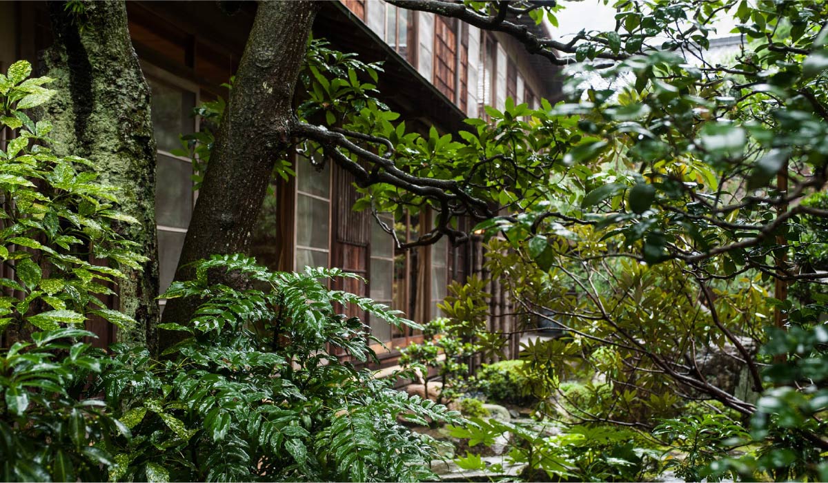 A shot of the dense shrubbery of Nishimura Honkan's Japanese garden
