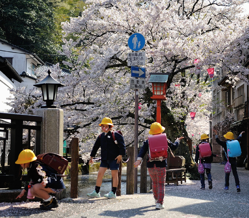 Japanese Elementary school children playing in the sakura blossoms as they walk to school along the cherry blossom lined riverside of Kiyomachi street.