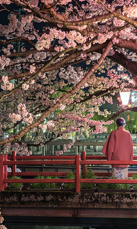 kinosaki spring sakura