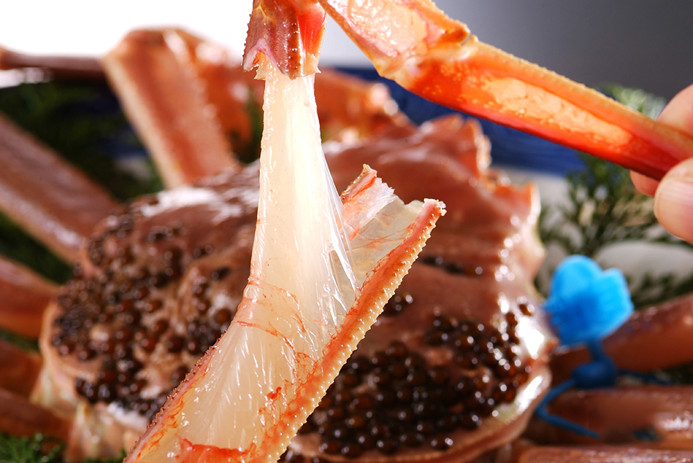 CRABE DES NEIGES (CRABE MATSUBA)