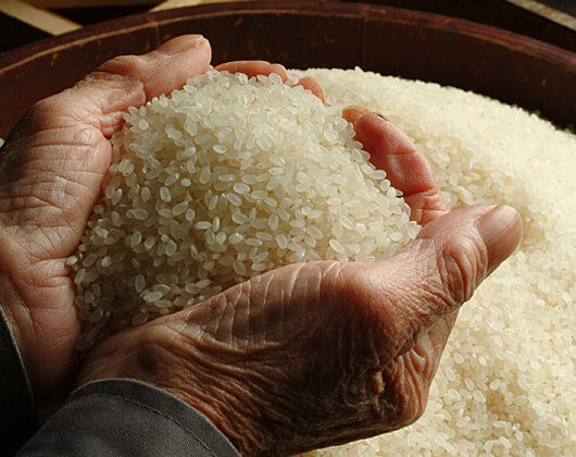 LE RIZ DES CIGOGNES
