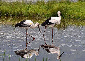 Toyooka - Homeland of the Oriental White Stork