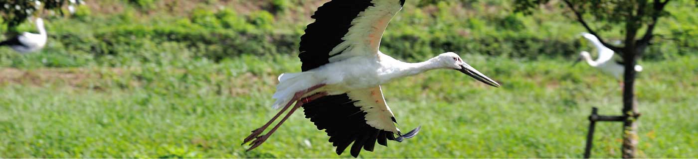 Kounotori Oriental White Stork of Toyooka