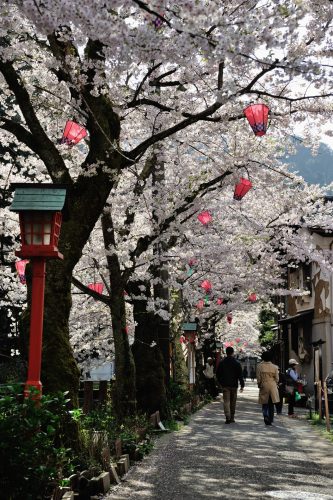 Fleurs de cerisier à Kinosaki