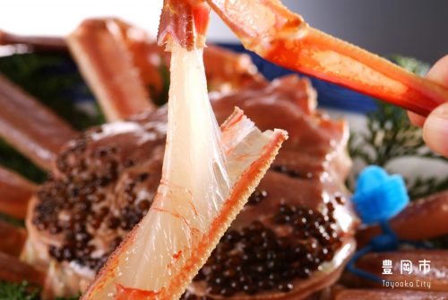 Matsuba gani (crabe des neiges)