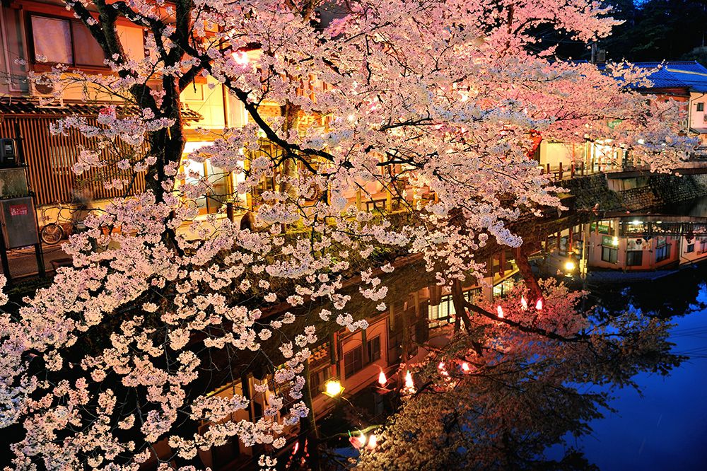 Under the Moonlit Sakura: Nostalgia for a Remarkable Cherry Blossom Night -  Sakuraco