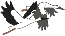 toyooka kounotori oriental white storks illustration
