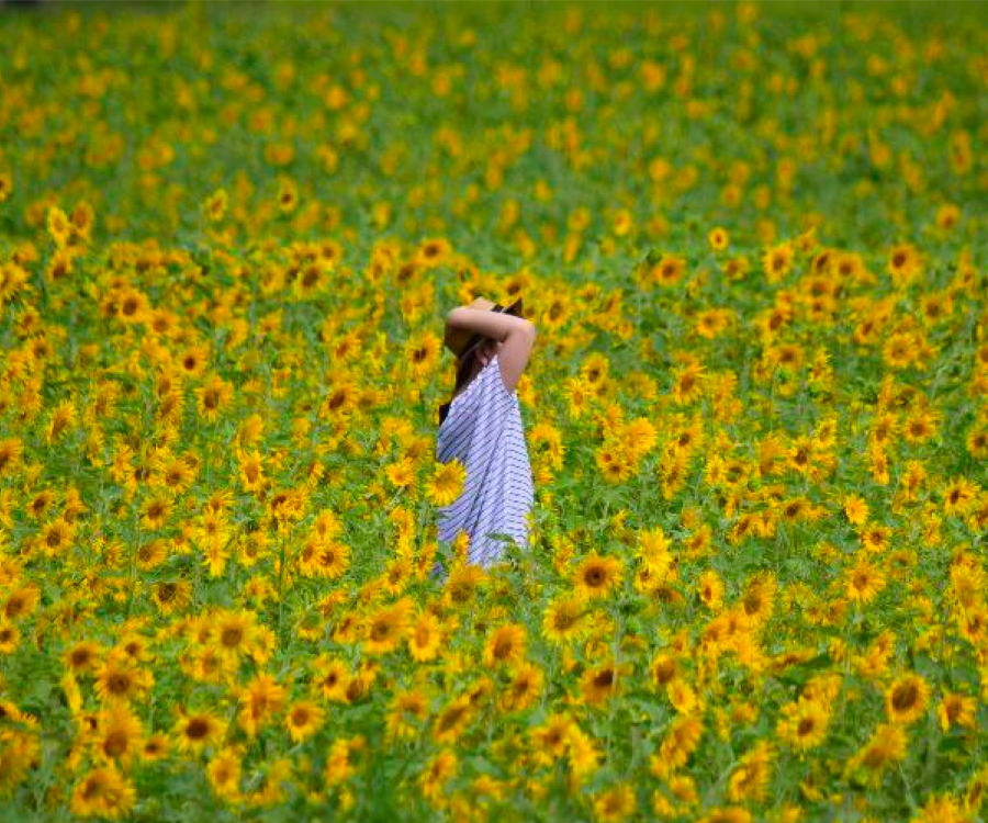 field of sunflowers in Tanto