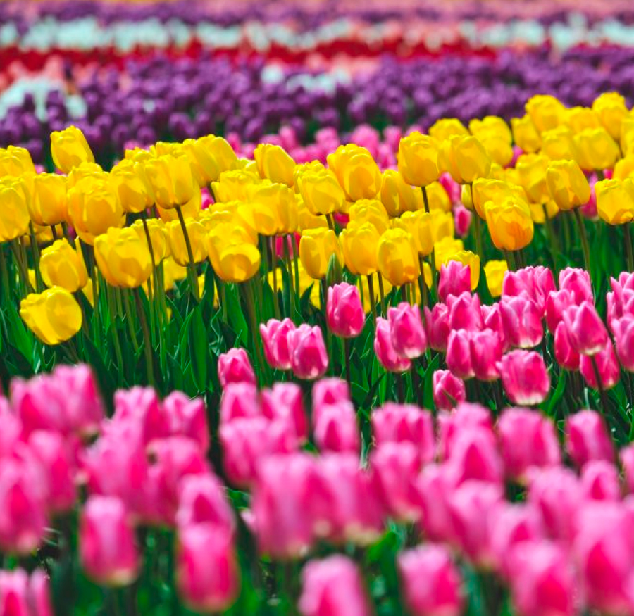 rows of tulips at Tanto tulip festival