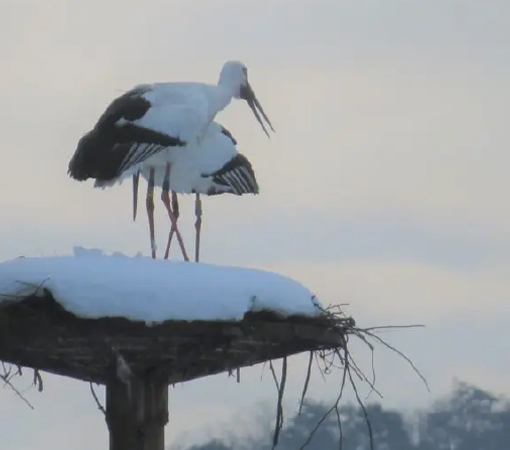 toyooka winter storks snow