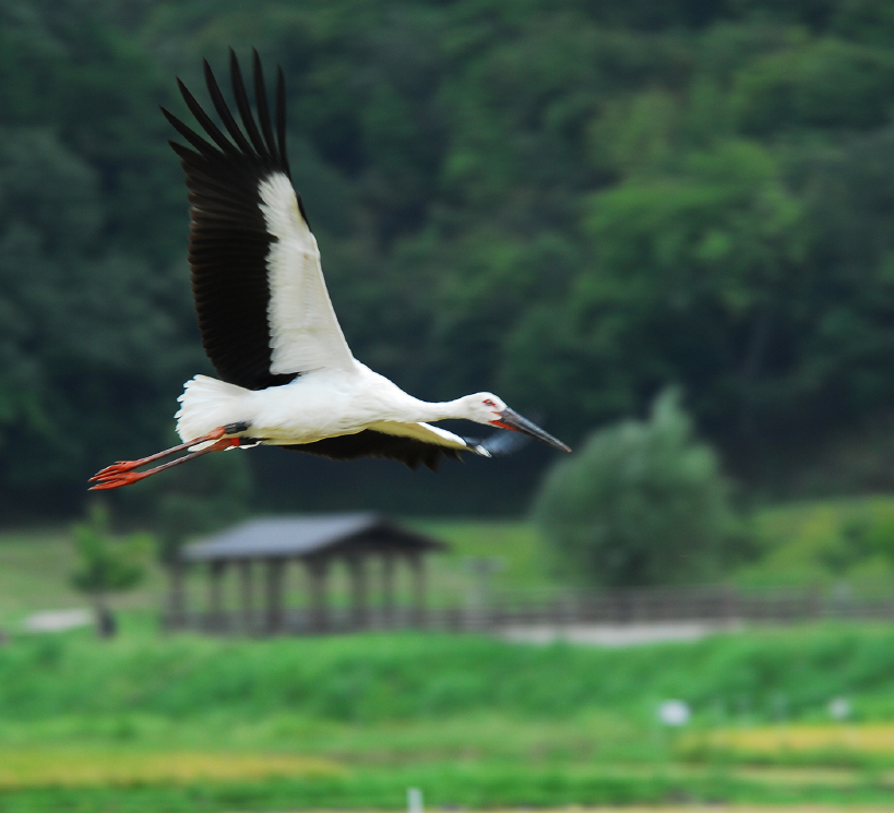 Toyooka Kounotori Oriental White Stork