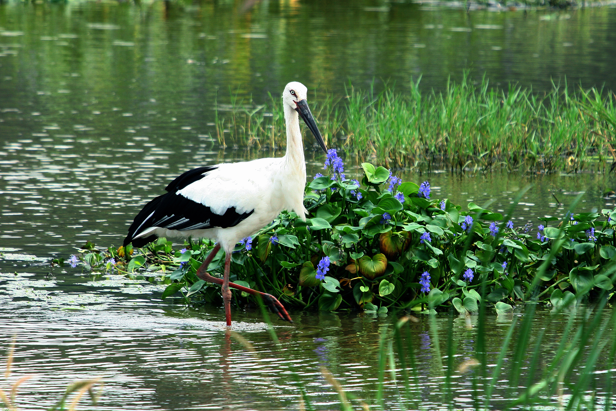 Toyooka is home to the Oriental White Stork, or kounotori