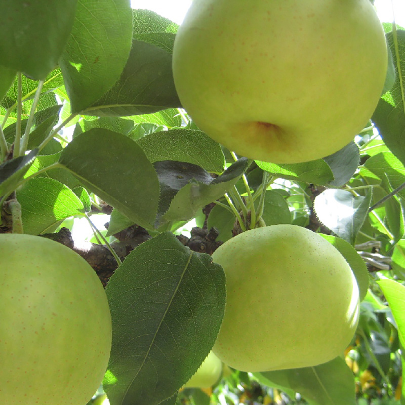 Kyotango Nashi (Japanese pear)