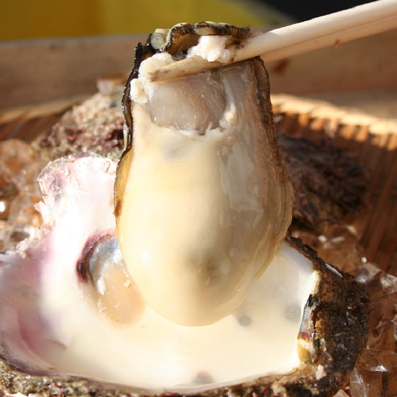 Oysters