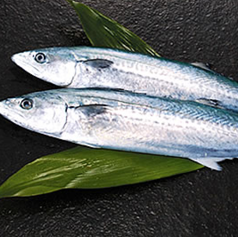 Sawara - Mackerel