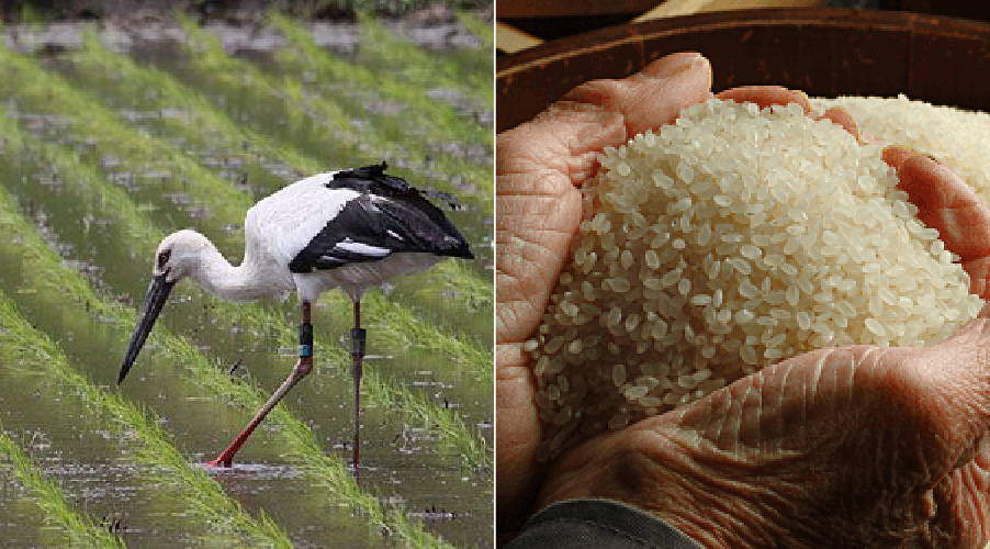 Stork Natural Rice