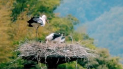 Video about Kounotori Oriental White Stork