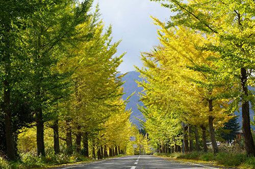 Kannabe Highlands