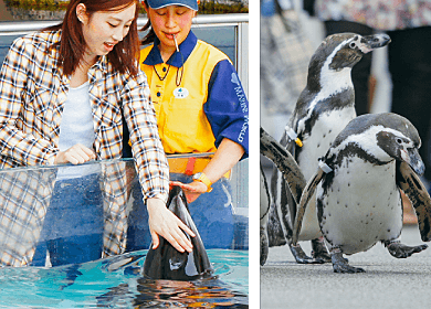 Backstage tours of marine world, penguin walks and dolphin touch