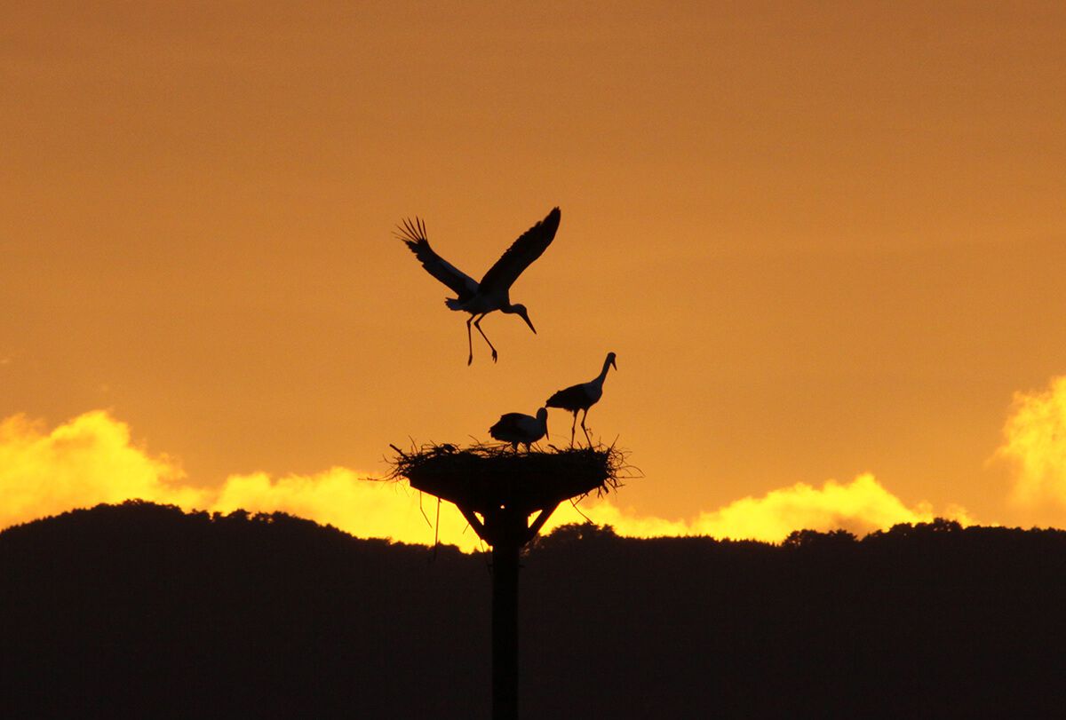 Oriental White Stork Preservation