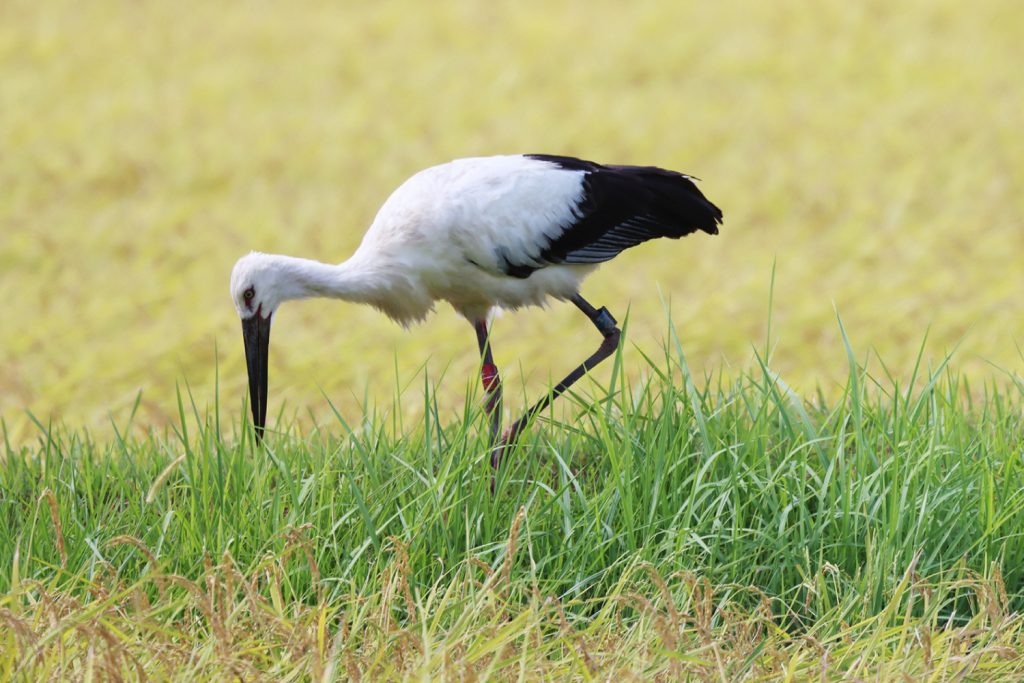 Oriental White Stork Preservation