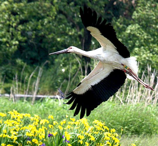 Oriental White Stork