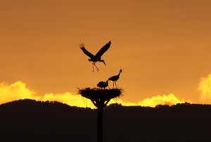 Oriental White Stork