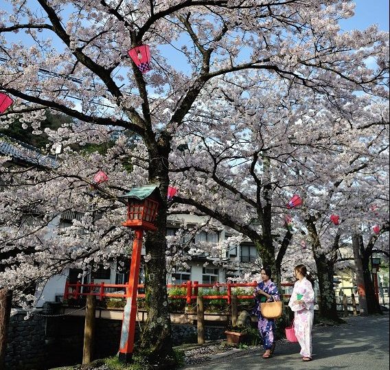 Strolling alongside sakura (cherry blossom) trees