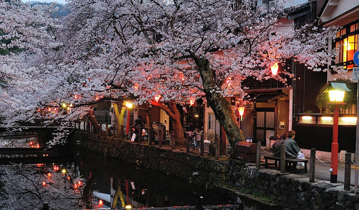 People in colorful Yukata walking along the cherry-blossomed line river of Kiyamachi
