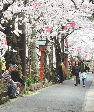The lantern and cherry blossom lined street of Kiyamachi Dori