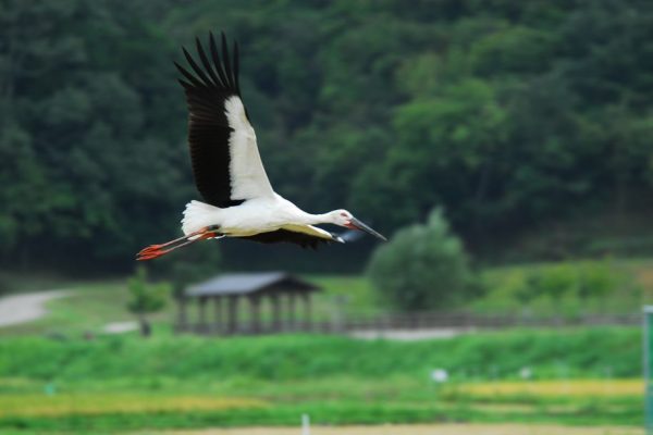 An exclusive to Kinosaki Onsen, the YUMEGURI BAG white colorway is an ode to Toyooka’s Oriental White Stork.
