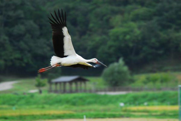 (Green Season) Cycle to See Oriental White Storks