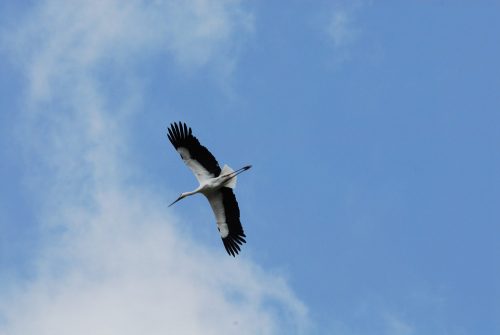 Oriental White Stork Attractions