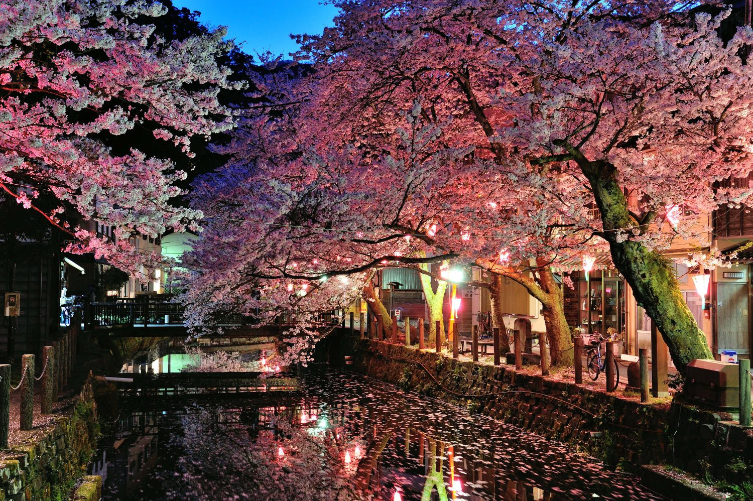 Cherry Blossom in the Night City