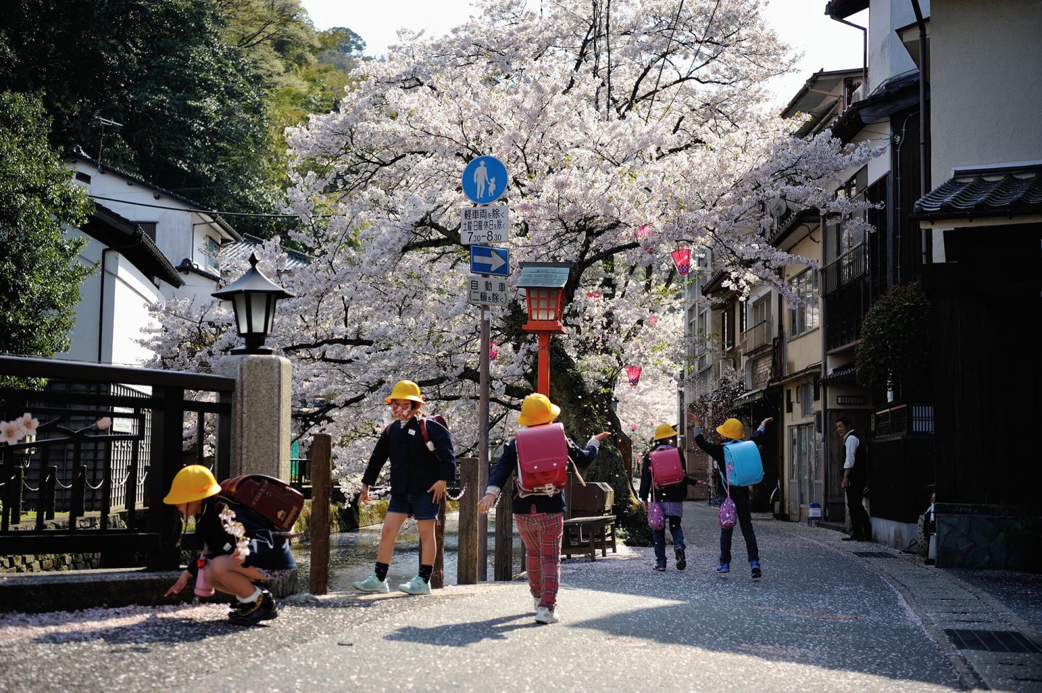 Kinosaki community neighborhood school kids sakura