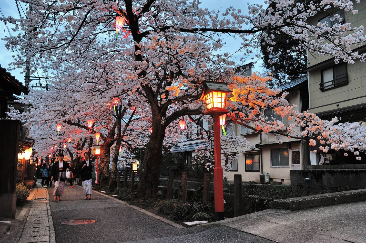 HOT SPRINGS & CHERRY BLOSSOMS - Visit Kinosaki