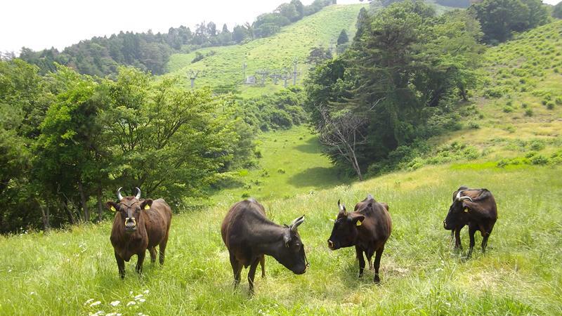 Courtesy of Tajima Pasture Park