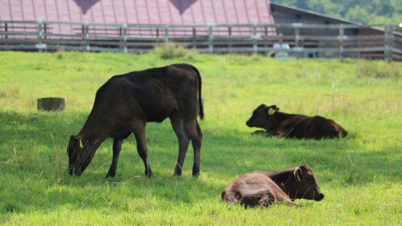 Courtesy of Tajima Pasture Park