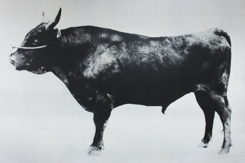 Courtesy of Kami Tourism Association